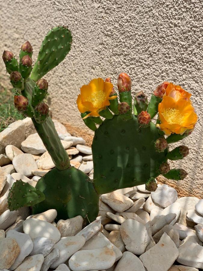 Natura 6 梅杜林 外观 照片